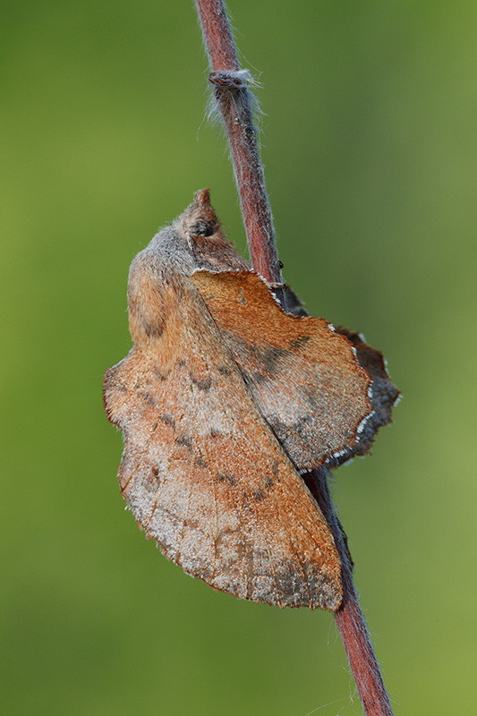 Identificazione falena - Phyllodesma (Phyllodesma) tremulifolia, Lasiocampidae